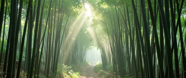 Narrow path winding through tall bamboo forest with sunlight rays piercing through green canopy
