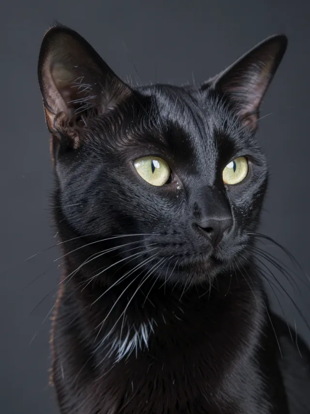 Studio portrait of a black cat in three-quarter view with rim light along its spine on charcoal