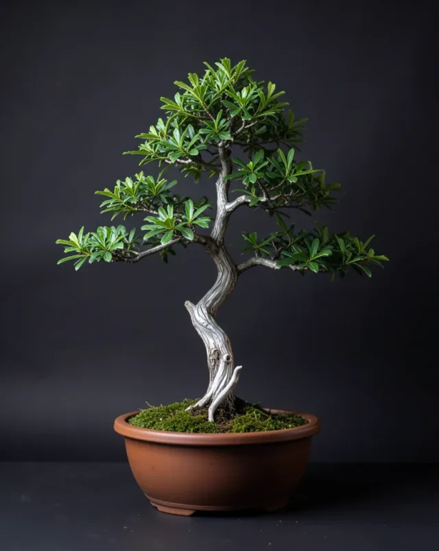 Juniper bonsai in a shallow brown pot lit against a charcoal backdrop with separated foliage pads