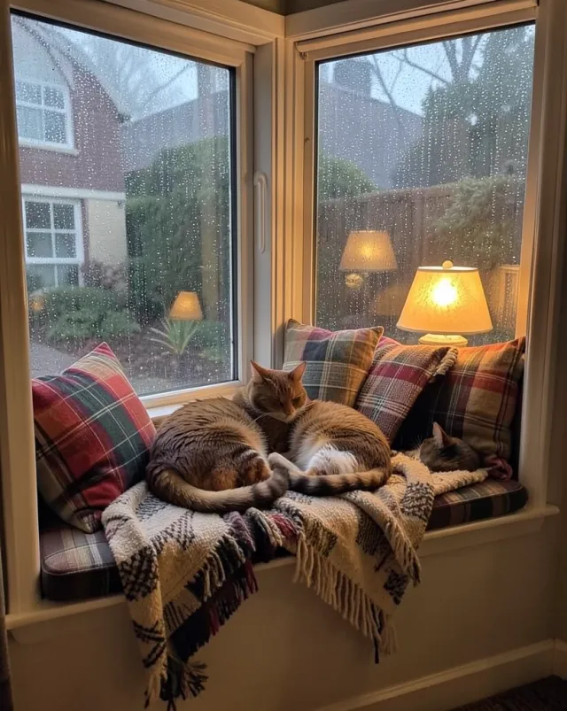 Cozy built-in window seat with plaid cushions and two cats curled together watching rain outside