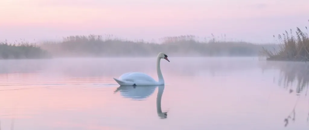 Elegant white swan gliding across misty water with soft reflection and pale pink dawn sky