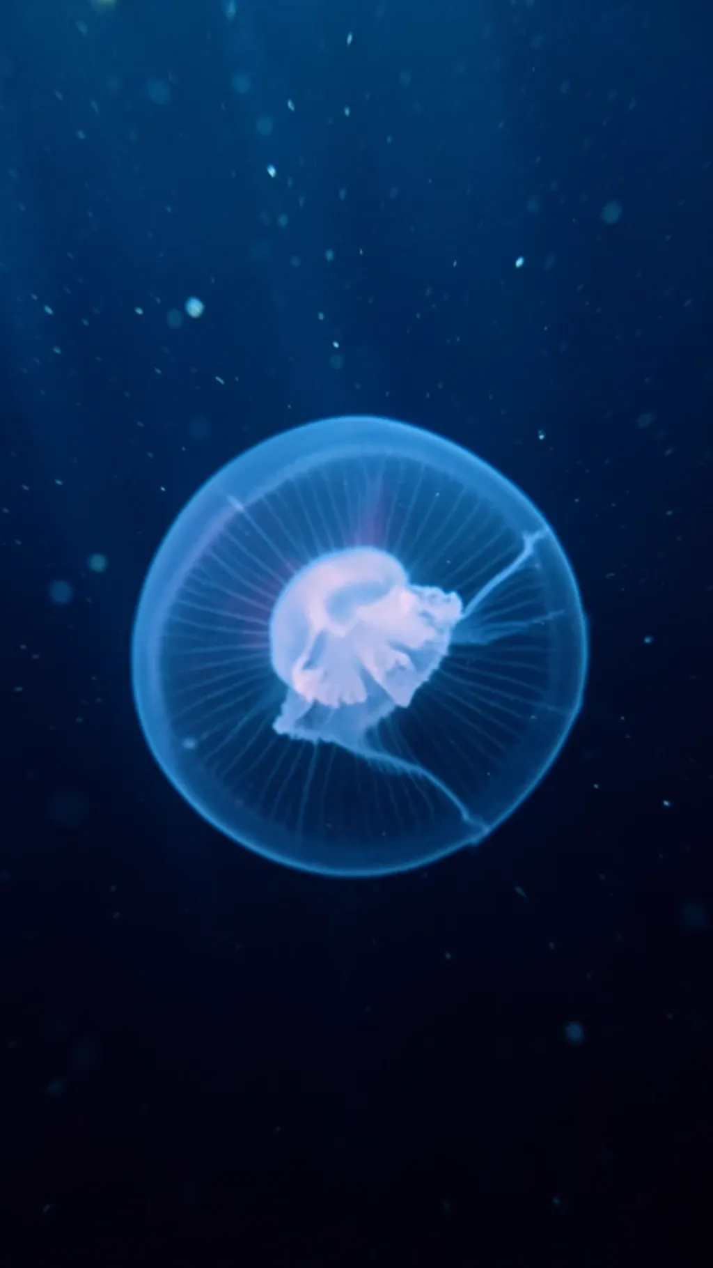 Translucent glowing jellyfish with bioluminescent rings drifting through deep blue dark ocean