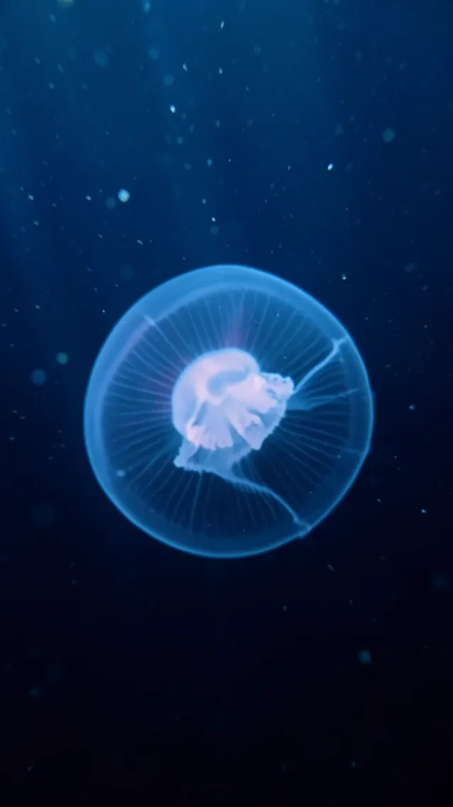 Translucent glowing jellyfish with bioluminescent rings drifting through deep blue dark ocean