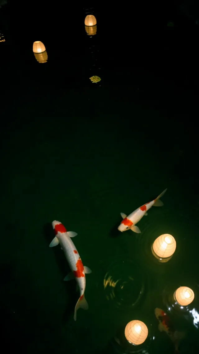 A night koi pond with floating lanterns phone wallpaper