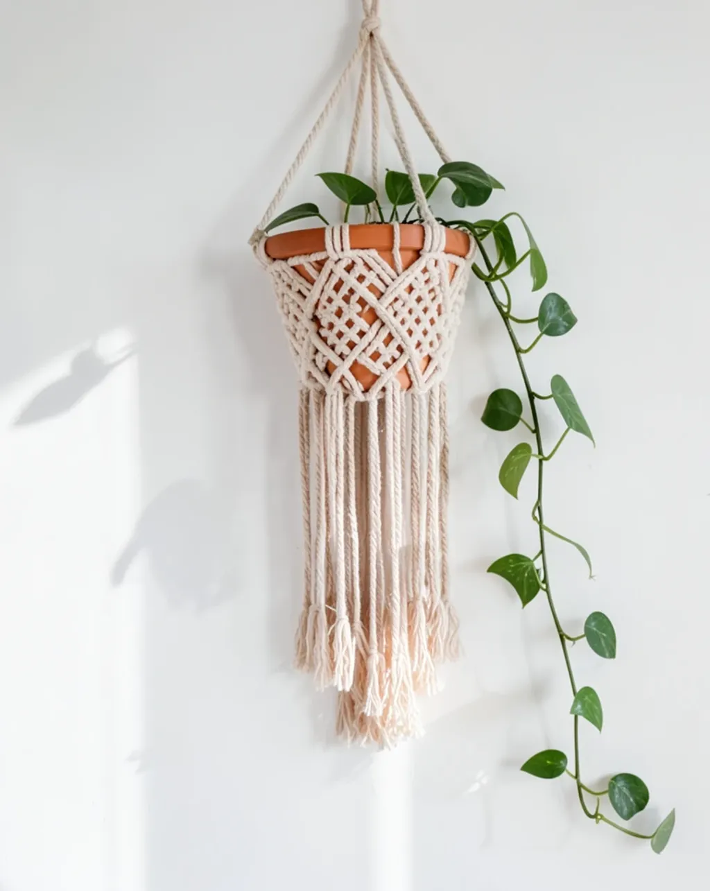 Macrame plant hanger with a trailing pothos in a terracotta pot on a white wall