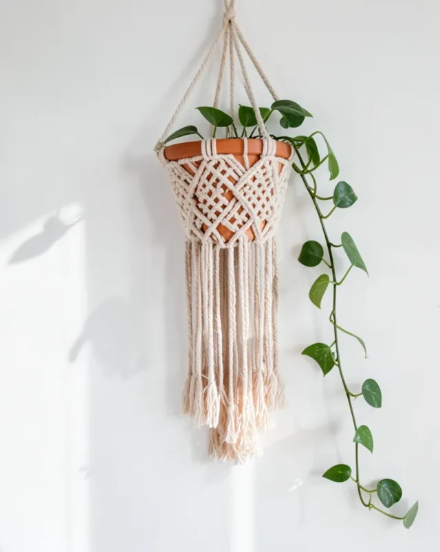 Macrame plant hanger with a trailing pothos in a terracotta pot on a white wall
