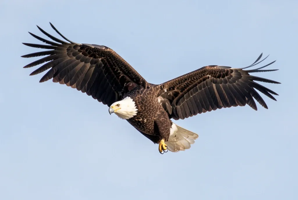 Majestic bald eagle with wings spread soaring against a pale blue sky, white head and tail contrasting dark wings