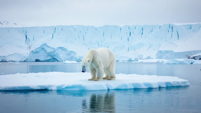 Lone polar bear standing on a blue-white iceberg with calm arctic water and distant glacier