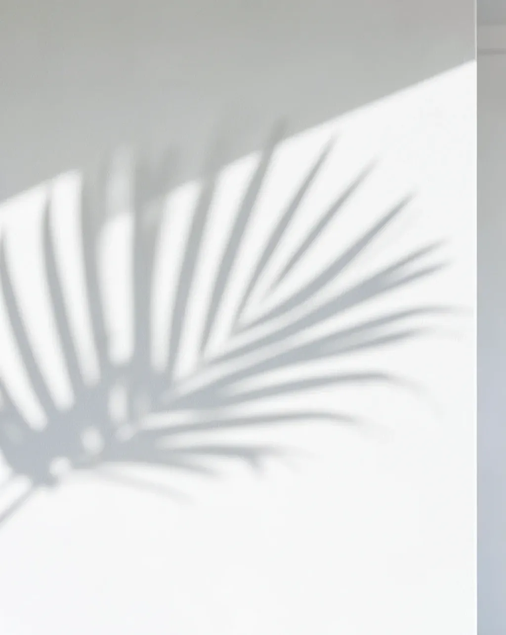 Minimal palm leaf shadow cast on a clean white wall with soft natural daylight