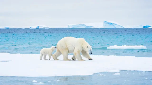 Mother polar bear with two cubs walking across a snowy ice floe with blue arctic water and distant icebergs
