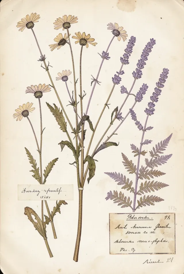 Pressed wildflowers, daisies, lavender, and ferns arranged on aged cream paper in vintage herbarium style