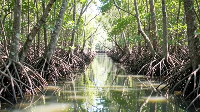 Narrow calm water channel winding through mangrove trees with exposed roots and dappled sunlight