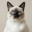Sleek Siamese cat portrait with blue eyes against a soft neutral backdrop