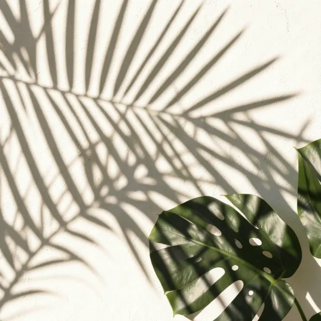 Overlapping palm and monstera leaf shadows cast on a warm white wall with soft dappled light