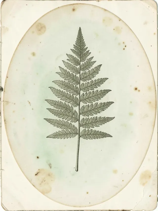 An antique botanical fern plate on aged paper — AI-generated example render