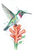 A watercolor hummingbird at a trumpet flower with pigment blooms
